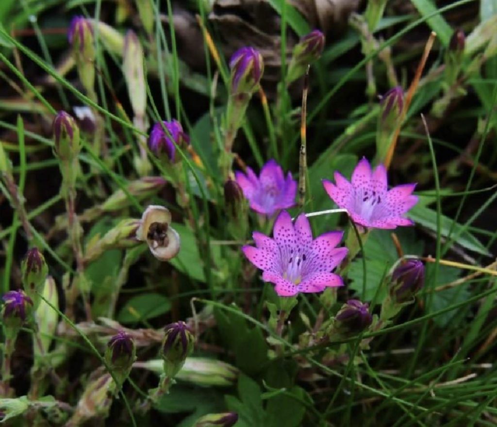 Gentiana abaensis