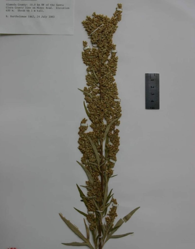 Artemisia abaensis