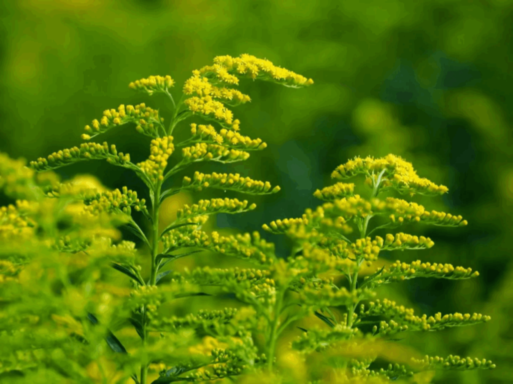 Artemisia abaensis