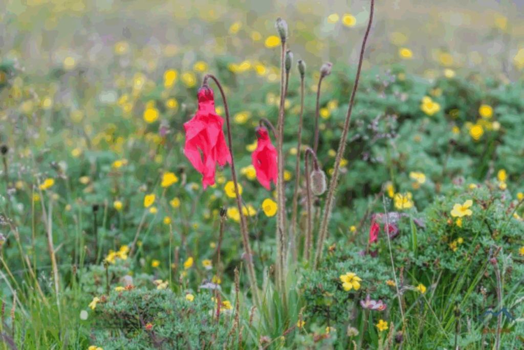 Meconopsis punicea